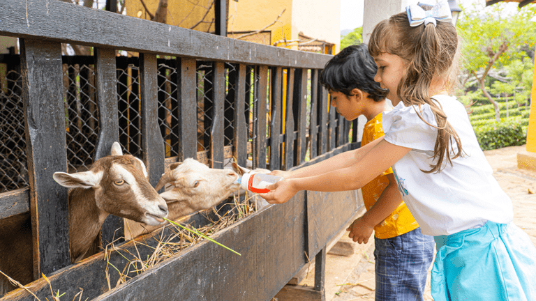 niños-alimentando-a-chiva